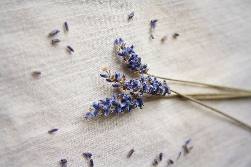 Sogni di Lavanda - Segni Particolari