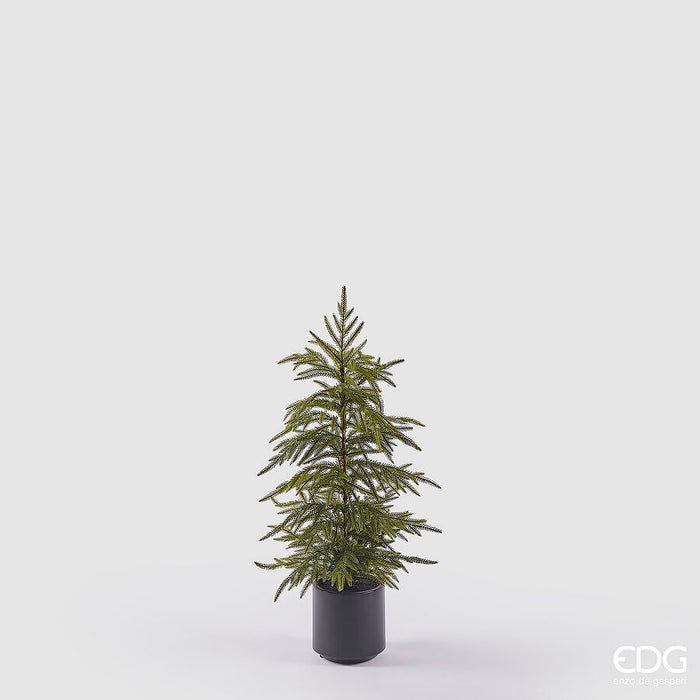 Albero Pino Cryptomeria - h79cm