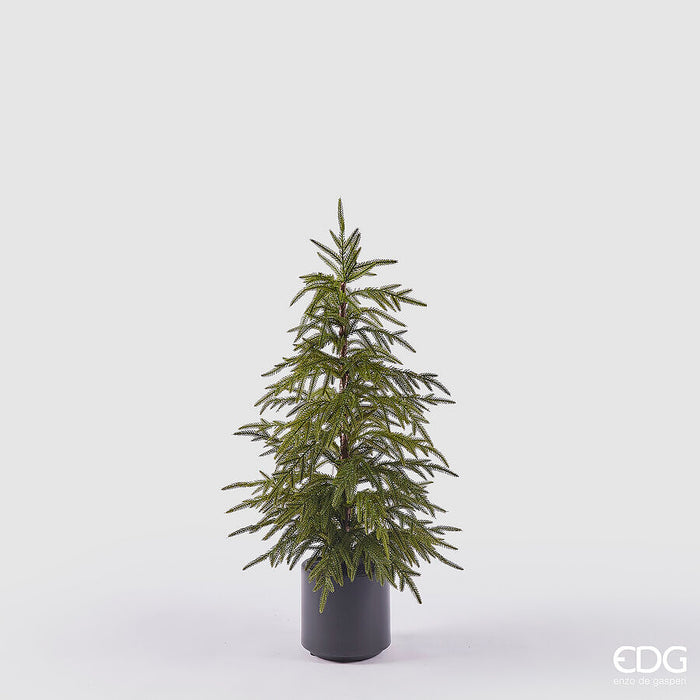 Albero Pino Cryptomeria - h90cm