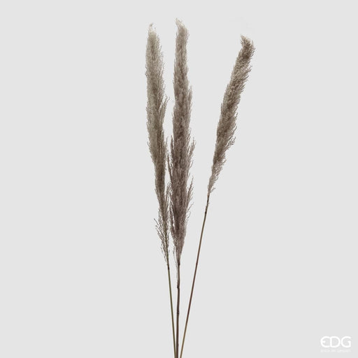 Pampas Mazzo 3 Pezzi -  EDG -  Segni Particolari.