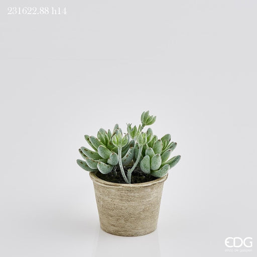 Succulent Pianta con Vaso -  EDG -  Segni Particolari.