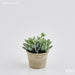 Succulent Pianta con Vaso -  EDG -  Segni Particolari.