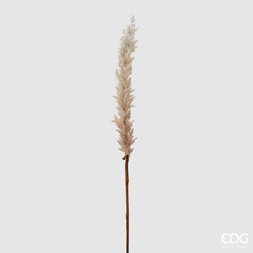Pampas Palustre Ramo -  EDG -  Segni Particolari.