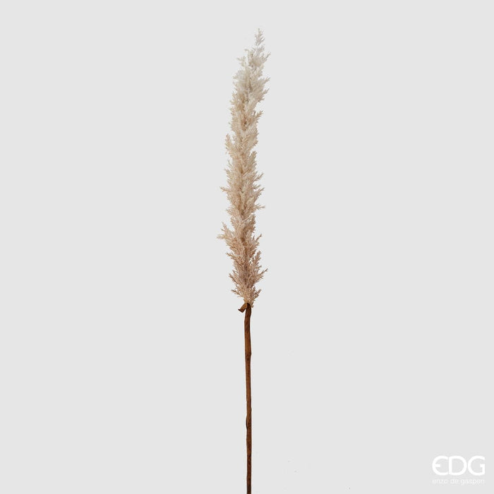Pampas Palustre Ramo -  EDG -  Segni Particolari.