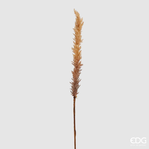 Pampas Palustre Ramo -  EDG -  Segni Particolari.