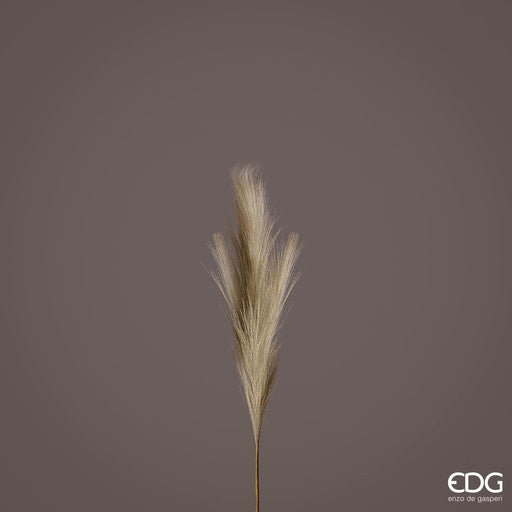 Pampas Ramo h70cm -  EDG -  Segni Particolari.